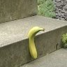 bananana's profile picture