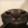MXJ's profile picture
