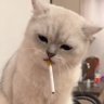 Recep Baba's profile picture
