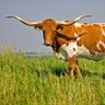 Profilbild von ttexashedge