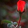 أماني@ profil fotoğrafı