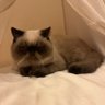 たべたべくん's profile picture