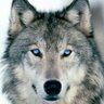 Wolfe profil fotoğrafı