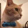 Sir Nigel, House of Pyewacket, Gentleman & Pussy.'s profile picture