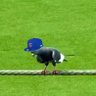 WrigleyBird's profile picture