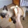 (づ ̄ ³ ̄)づ 的头像