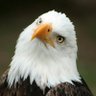 Jeffa Thomas's profile picture