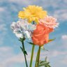 Фото профиля الفتى العربي