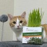 Фото профиля ゴウゴウさん