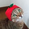 ぐっち☆'s profile picture