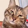 Profilbild von 嬉々