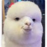 octopath traveler's profile picture