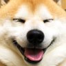 あがり珈琲's profile picture