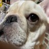 たっぴ profil fotoğrafı