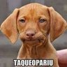 paulo rezende's profile picture