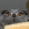 withoutafish's profile picture