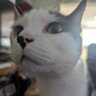 Emotional Support Cat's profile picture