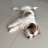 Bruno 🇪🇸 profil fotoğrafı