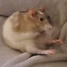 Фото профиля rato gordo sentadinho