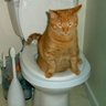 Фото профиля gato cagando