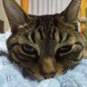 ミヤヂ profil fotoğrafı