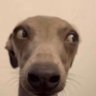 bring back ben solo's profile picture