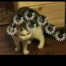 zingzing profil fotoğrafı