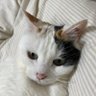 Furukawa Harumi profil fotoğrafı