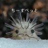 ちーずぺっと profil fotoğrafı