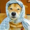 Profilbild von 柴犬好き子改め、こじこ