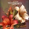 abdulwahid amin 的头像