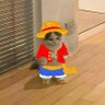 Gatinho viajante 的头像