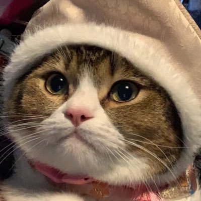 shengqianhe's profile picture