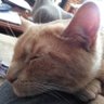 ShoreCat profil fotoğrafı