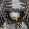 ferhat Ferhat's profile picture