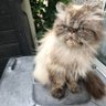 Alaskamusic2's profile picture