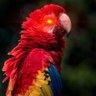 Фото профиля dogemacaw