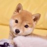 Profilbild von 柴犬りんご郎