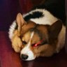 🐰TutuCrypto🐰's profile picture