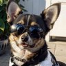 Profilbild von jhonny chihuahua