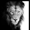 Фото профиля Silver-eyed Mapoza 🦁