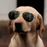 Profilbild von The Crypto Dog 📈