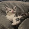 lin's profile picture