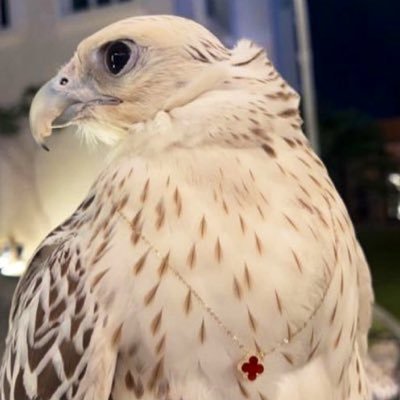 souhailaenaili's profile picture