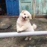 顺凡逆仙's profile picture