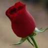 Фото профиля mostafa essa