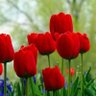 Ирина Грозева profil fotoğrafı