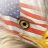 Profilbild von 🇺🇸sickOfTheWoke🇺🇸