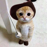 Gato profil fotoğrafı