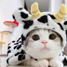 เบอร์เกอร์เป็นแมวส้ม🐱🐱's profile picture